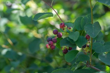 Amelanchier alnifolia saskatoon Pasifik servis meyveleri olgunlaşan meyveler, yeşil ve mor servis üzümleri ve alder yapraklı gölgelik yapraklar
