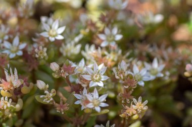 Sedum hispanicum İspanyol taşı küçük beyaz çiçekli bitki, çiçekli minik çiçekler