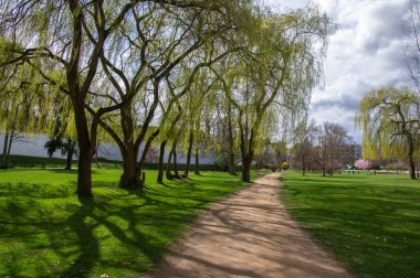 Baharın başında halk parkı, parlak güneş ışığında doğa yeşile döner, söğüt ağaçları ve kirli yol manzarası