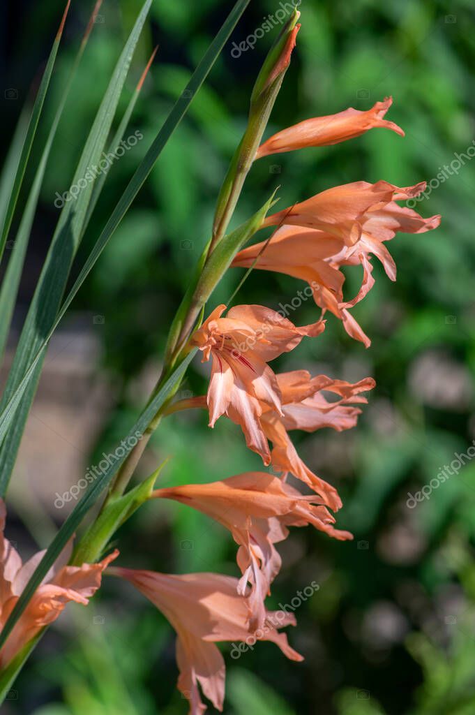Gladiolus oppositifolius salmoneus planta con flores, grupo de flores