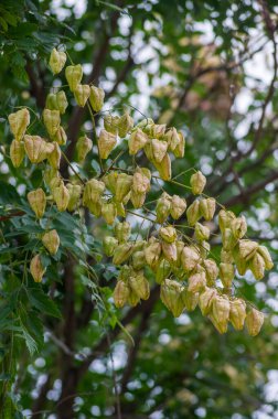 Koelreuteria panikleyerek Hindistan 'ın altın yağmuru gururu Çin porseleni vernik ağacı olgunlaşmamış yeşil yapraklar ve olgunlaşmamış tohumlarla dolu meyveler