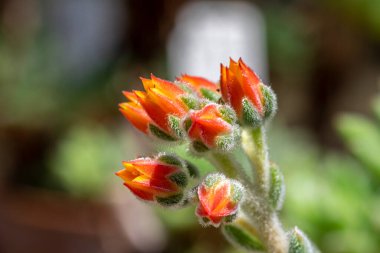 Echeveria setosa mexican fire cracker bright orange flowers in bloom, evergreen succulent flowering ornamental plant