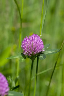 Trifolium pratense red clover wild flowering plant, purple pink meadow flowers in bloom
