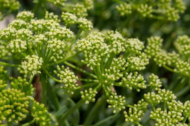 Crithmum maritimum kaya numune çiçeği, deniz rezene çiçekli yenilebilir baharatlı baharat bitkisi