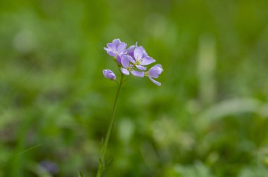 Cardamine pratensis cucko flower in bloom, group of petal flowering mayflowers on the wet meadow