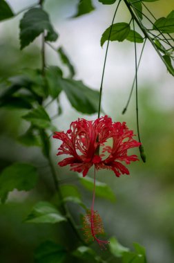 Hibiscus schizopetalus beautiful pink orange flowers in bloom, ornamental amazing flowering plant, hanging japanese lantern coral flower