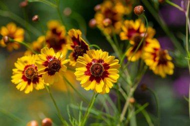 Creopsis tinctoria garden golden tickseed bright yellow and red maroon flowers in bloom, calliopsis ornamental flowering plant clipart