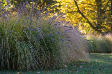 Pennisetum alopecuroides, parkta yetişen ekili tilki kuyruklu fıskiyeler, çok güzel sonbahar otları.