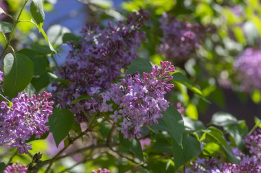 Syringa vulgaris violet purple flowering bush, groups of scented flowers on branches in bloom, common wild lilac tree branch