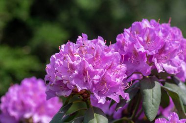 Azalea japonica blue jay purple white spotted bunch of colorful flowers in bloom, beautiful flowering plant branches