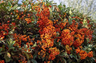 Pyracantha coccinea kırmızısı ateş dikenli süs çalısı, turuncu kırmızı meyve grubu sonbahar çalılığında asılı