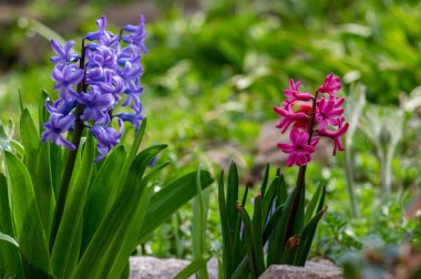 Hyacintus orientalis early spring flowering plant in bloom, group of ornamental flowering colorful flowers in the garden