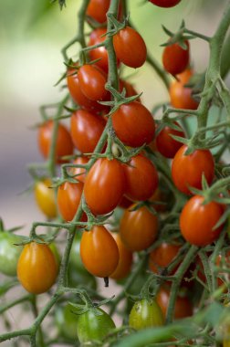 Kırmızı ve yeşil, olgun, lezzetli ve yenilebilir domates meyveleri domates bitkisine asılıyor. Lezzetli ve sağlıklı bir yaşam tarzı.