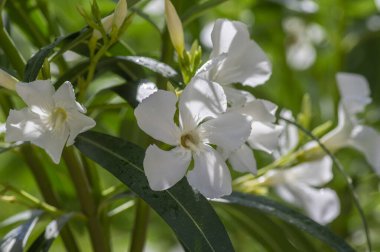 Nerium oleander bright pink flowers in bloom, green leaves on ornamental shrub branches in daylight