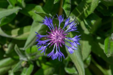 Centaurea montana mountain cornflower bright color blue purple flowers in bloom, knapweed bluet flowering plant