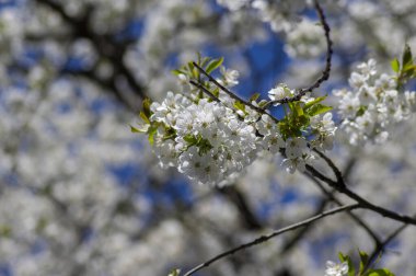 Prunus avium yabani kiraz çiçekli, güzel beyaz çiçek açan ağaç dalları yeşil yapraklı, mavi gökyüzü