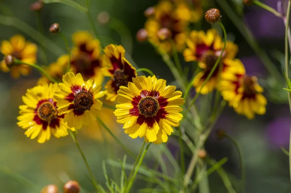 Creopsis Tinctoria Ogród Złoty Tickseed Jasne Żółte Czerwone Kwiaty Kasztanowe — Zdjęcie stockowe