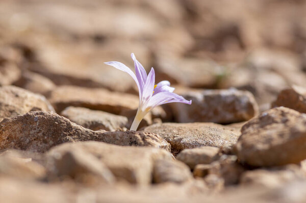 Colchicum parlatoris small wild flowering autumnal flowers endemic on Zakynthos Greece island, purple pink flowering plant in brown dirt