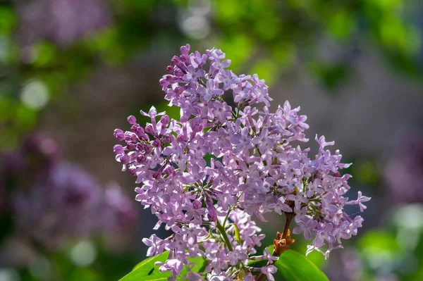 Syringa Vulgaris Violet Purple Flowering Bush Groups Scented Flowers Branches —  Fotos de Stock