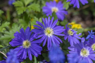 Anemone blanda Grecian winter windflower flowers in bloom, beautiful ornamental blue violet plants in bloom in springtime
