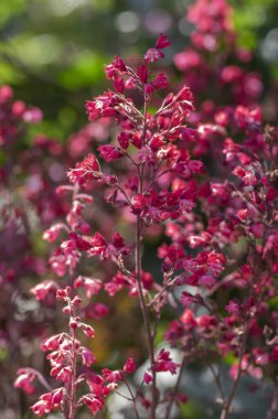 Heuchera sangina güzel süslemeli bahar çiçeği, parlak pembe mor mercan çanları uzun sapında çiçek açıyor.