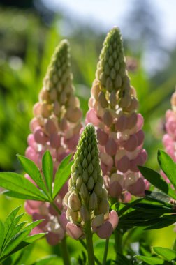 Lupinus polyphyllus geniş yapraklı lupin çiçekleri çiçek açmış, beyaz pembe çiçekli uzun süslemeli vahşi bitki bahçede güneş ışığı altında.