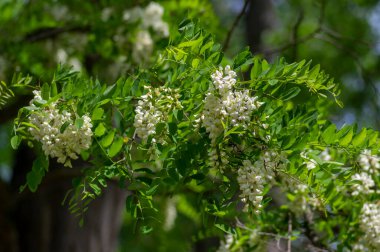 Robinia pseudoacacia ornamental tree in bloom, bright white flowering bunch of light flowers, green foliage