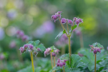 Geranium cantabrigiense karmina tomurcuklanan bitkiler, bir grup süs pembe turna gagalı çiçekler güneş ışığında bahçede çiçek açtılar.