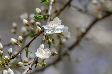 Prunus spinosa blackthorn çiçekleri çiçek açmış, küçük beyaz çiçekli yaban ağaç dalları, küçük yeşil yapraklar
