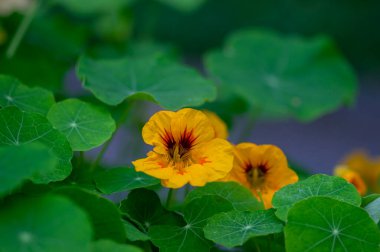 Tropeolum majus yenilebilir keşişler çiçek açar, güzel nasturtium bahçesi çiçek açar, yeşil yapraklar