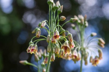 Allium siculum Nectaroscordum honey sicilian lily garlic flowers in bloom, beautiful springtime ornamental flowering plant, small bells on tall