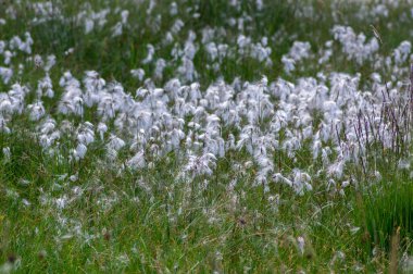 Eriophorum angustifolium yaygın pamuk çimi çiçekleri, doğal koruma altındaki çayırlarda çiçek açan bir grup pamuk ağacı.