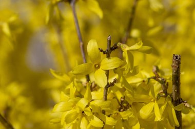 Forsythia sınır ötesi çalılık sarı çiçekli bitki, çiçek açmış süs çiçekleri, çiçeklerle dolu güzel bahar zamanı çalısı