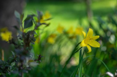 Hemerocallis lioasphodelus çiçek açan parlak sarı bitkiler, doğal parklarda çiçekli süs çiçekleri, yeşil arka plan
