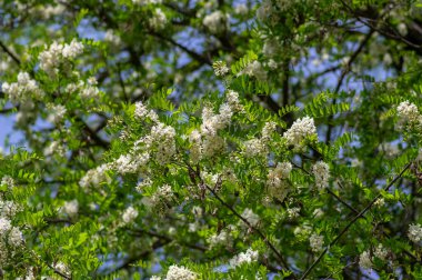 Robinia pseudoacacia ornamental tree in bloom, bright white flowering bunch of light flowers, green foliage