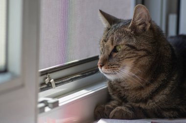 Domestic tiger cat lying on window sill, looking outside