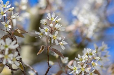 Amelanchier lamarckii yapraklı yaprak döken çalılar, açmakta olan dallardaki karlı beyaz taç yaprakları.