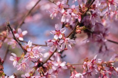 Prunus campanulata okame İlkbahar süsleri açan güzel küçük çan çiçekleri gibi