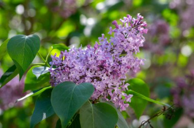 Syringa vulgaris violet purple flowering bush, groups of scented flowers on branches in bloom, common wild lilac tree branch