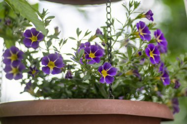 Kalibrakhoa parviflora deniz kenarı petunya yıldız ışığı çiçek açmış mavi çiçekler, parlak renkler çiçek açan süs çiçekleri milyon çanlık saksı bitkileri.