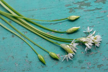 Allium ursinum yaban ayıları çiçek açmış sarımsak çiçekleri, beyaz Ramsonlar tomurcuklanan bitkiler ve kırsal antika masa üzerinde yenebilir yeşil yapraklar.