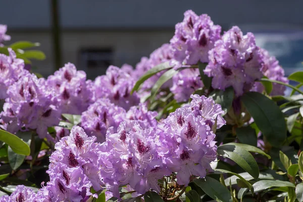 Rhododendron ponticum Blue Peter beautiful flowering plant shrub, puple blue lilac violet ornamental flowers in bloom on branches