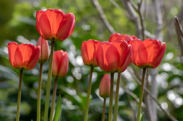 Dark bright red color country Darwin tulips in bloom, bouquet of springtime flowering plants in the ornamental spring garden