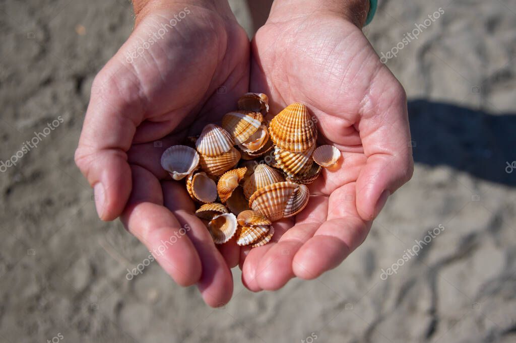 Cerastoderma edule berberberechos comunes conchas vacías en la playa de