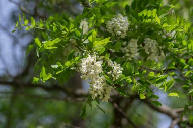 Robinia pseudoacacia ornamental tree in bloom, bright white flowering bunch of light flowers, green foliage