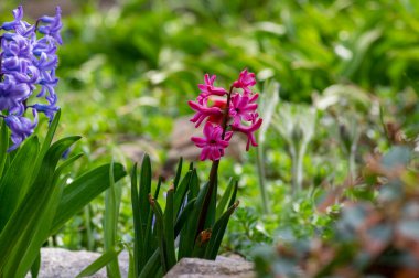 Hyacintus orientalis early spring flowering plant in bloom, group of ornamental flowering colorful flowers in the garden