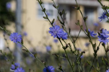 Cichorium intybus Common chicory wild bright blue flower in bloom, perennial herbaceous flowering bachelor's buttons field plants