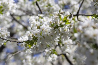 Prunus avium yabani kiraz çiçekli, güzel beyaz çiçek açan ağaç dalları yeşil yapraklı, mavi gökyüzü