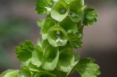 Moluccella laevis apple green shell flowers in bloom, bells of Ireland flowering plant in sunlight