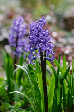 Hyacintus orientalis early spring flowering plant in bloom, group of ornamental flowering blue flowers in the garden